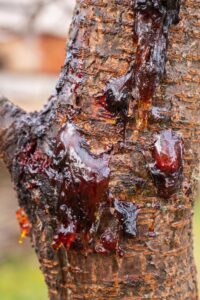 Resins from a tree